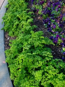 Parsley borders for flower beds