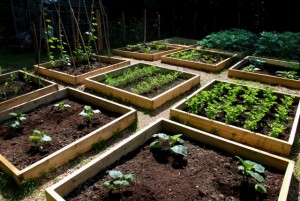 Raised garden beds