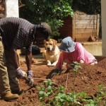 Digging out stones by hand